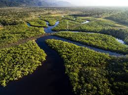 The Amazon Rainforest