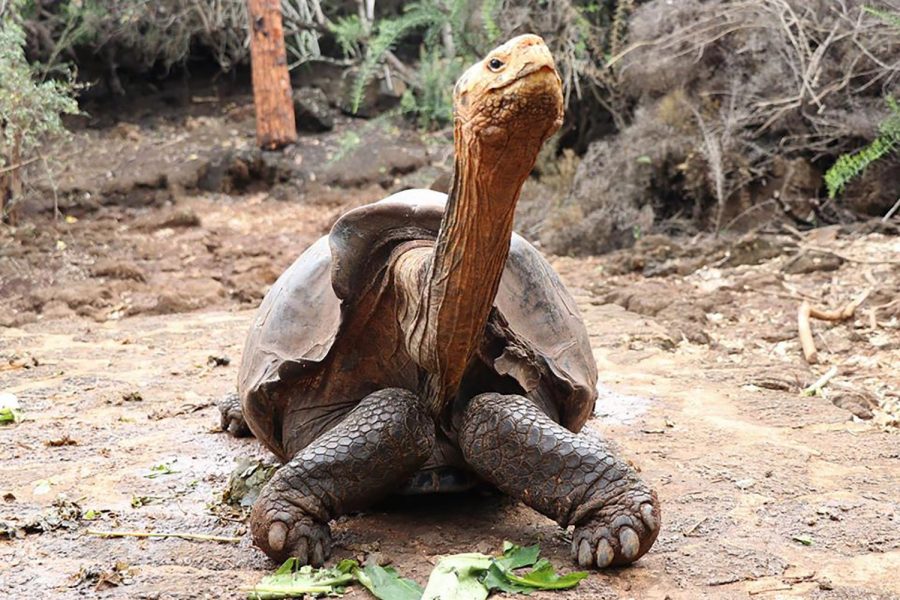 Diego the Tortoise: Savior of the Galapagos Giant Tortoise