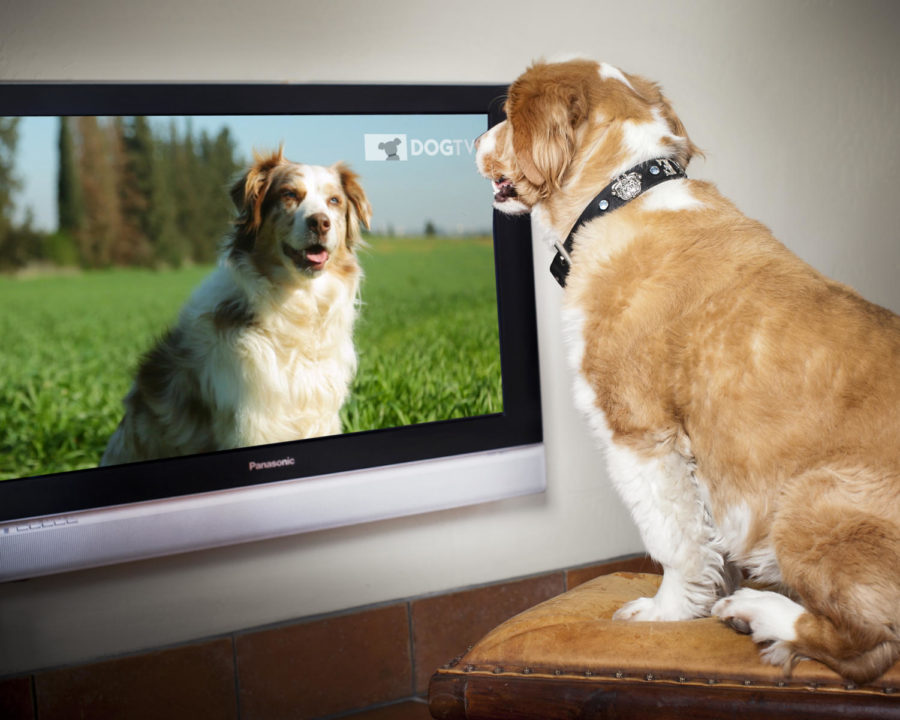 DogTV%2C+A+TV+channel+for+dogs.
