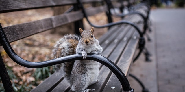 Squirrel leaves 42 gallons of walnuts in man's chevy truck
