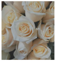 Celeste Rivas Hernandez’s Case