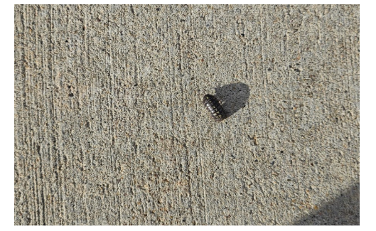 Ten Facts About Isopods